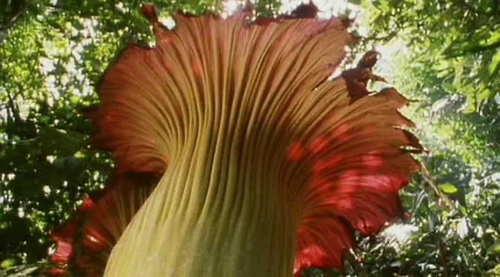 【豆瓣8.4】《野生动物奇观》6集英语外挂中英双字高清纪录片[AVI]网盘下载