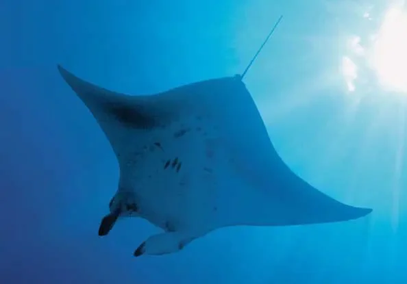 【豆瓣9.1】《深蓝》2集英语中英双字高清纪录片[MKV]网盘下载