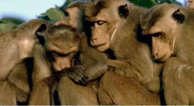 【BBC经典】《聪明的猴子》英语外挂中英双字高清纪录片[AVI]网盘下载