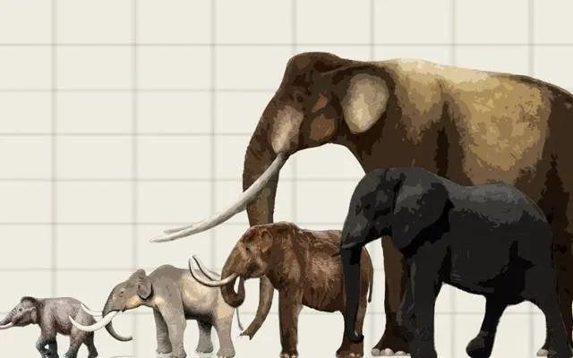 【经典节目】《像动物一样生活：非洲野生动物观察笔记》[MP3]网盘下载