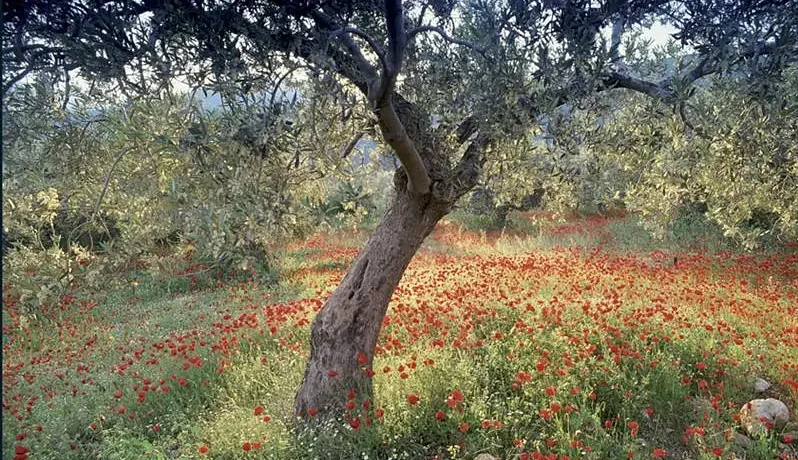 【BBC经典】《最初的伊甸园》4集英语外挂中英双字高清纪录片[AVI]网盘下载