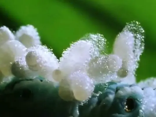 【豆瓣9.1】《昆虫帝国》6集英语外挂中英双字高清纪录片[RMVB+AVI]网盘下载