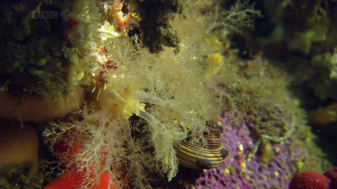 【豆瓣9.4】《自然界大事件》6集英语外挂中字高清纪录片[RMVB]网盘下载