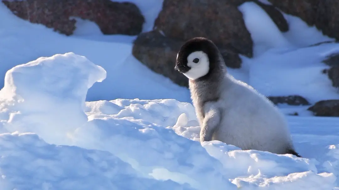 【豆瓣9.3】《帝企鹅宝宝的生命轮回之旅》4集英语外挂中英双字高清纪录片[MKV]网盘下载