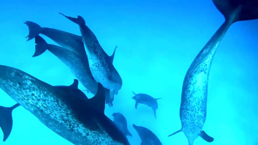 【豆瓣8.8】《海洋巨人》3集英语外挂中英双字高清纪录片[MKV]网盘下载