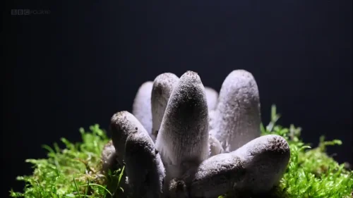 【豆瓣8.4】《魔力蘑菇》英语外挂中英双字高清纪录片网盘下载