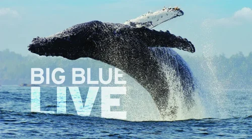 【豆瓣9.0】《深蓝海洋》3集英语外挂中英双字高清纪录片[AVI]网盘下载