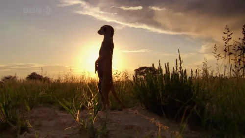 【豆瓣9.6】《生命》10集英语外挂中英双字高清纪录片[AVI]网盘下载