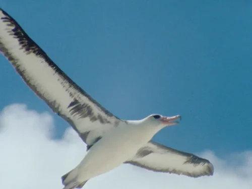 【豆瓣9.3】《生命的进化》13集高清纪录片[MKV]网盘下载