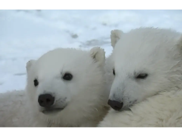 【豆瓣9.1】《我和北极熊一家》3集高清纪录片在线观看网盘下载