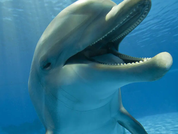 【豆瓣9.2】《卧底海豚帮》2集高清纪录片在线观看网盘下载