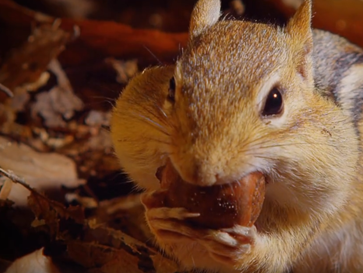 【豆瓣8.8】《小巨人》高清纪录片在线观看网盘下载