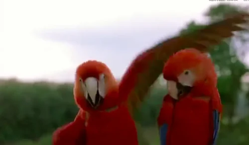 【豆瓣9.1】《迁徙的鸟》— 雅克·贝汉作品高清电影在线观看网盘下载