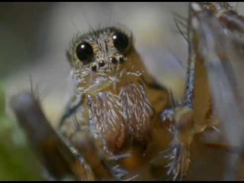 【BBC经典】《灌丛下的生命》英语高清纪录片[AVI]百度网盘下载