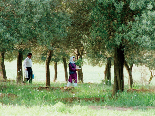 【豆瓣8.4】《橄榄树下的情人》外挂中字1080P高清电影[MKV]百度网盘下载